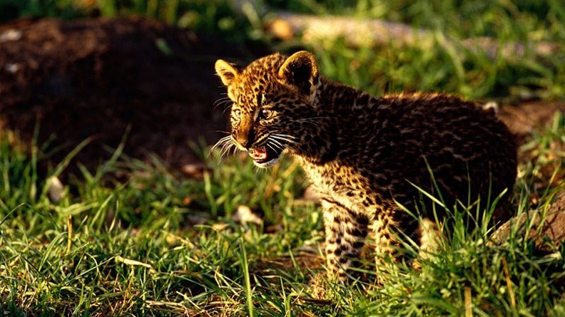 Stand Up and be Heard, African Leopard